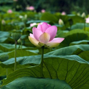 fleur_lotus